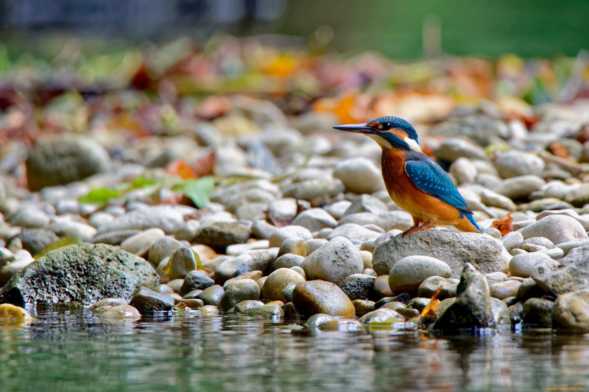 Птичка вода. Зимородок National Geographic. Птицы на воде. Птицы на водопое. Ручей и птицы.
